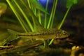 gudgeon swim to hide, clever tiny freshwater wild caught and domesticated fish in temperate river biotope aquarium, vegetation Royalty Free Stock Photo