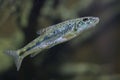 Gudgeon (Gobio gobio). Royalty Free Stock Photo