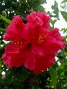 Gudhal flower India& x27;s garden Royalty Free Stock Photo