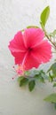 Gudhal flower Hibiscus Royalty Free Stock Photo