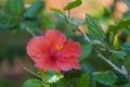 Gudhal PINK Flower Royalty Free Stock Photo