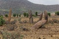 Gudit Stelae field in Axum, Ethiop Royalty Free Stock Photo