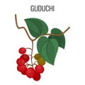 Guduchi branch with red berries and leaves isolated on white background. Royalty Free Stock Photo