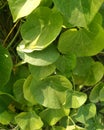 Heart-leaved moonseed Tinospora cordifolia. Guduchiandgiloy, flower.