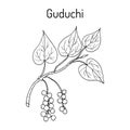 Guduchi Tinospora cordifolia , ayurvedic medicinal plant Royalty Free Stock Photo