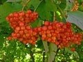 Guelder berries