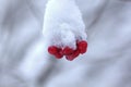 Guelder berries. Snow.