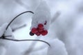 Guelder berries. Snow.