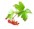 Guelder-rose Royalty Free Stock Photo