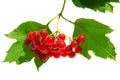 Guelder-rose