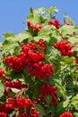 Guelder-rose