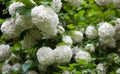Guelder rose blossom branches