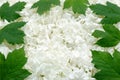 Guelder rose blossoms and leaves - background