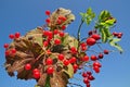 Guelder-rose and dogrose branches