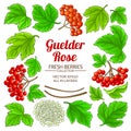 Guelder rose plant