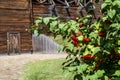 Guelder rose in front of Citadel of Baturin Fortress