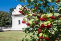 Guelder rose in front of Mazepa house in Baturyn Royalty Free Stock Photo