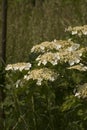 Guelder-rose, Gelderse roos, Viburnum opulus