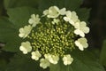 Guelder-rose, Gelderse roos, Viburnum opulus