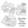 Guelder rose plant