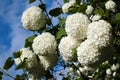 Guelder Rose, or snowball tree flowers. Viburnum opulus in a garden Royalty Free Stock Photo