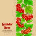 Guelder rose vector background