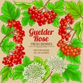 Guelder rose vector frame