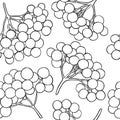 Guelder rose vector pattern