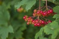 Guelder rose viburnum opulus berries and leaves in the summer outdoors. Red viburnum berries on a branch in the garden Royalty Free Stock Photo