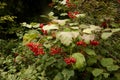 Guelder rose, Viburnum opulus