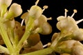 Guelder Rose Viburnum opulus. Flowers Closeup