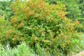 Guelder Rose - Viburnum opulus