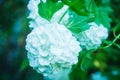 Guelder rose viburnum opulus white blossom branches