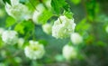 Guelder rose viburnum opulus white blossom branches