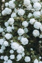 Guelder rose viburnum opulus white blossom branches