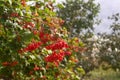 Guelder Viburnum berries red ripe berries in the autumn garden