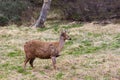 Guemal, Hippocamelus bisulcus, endangered specie also sometimes known as the south andean deer, Huemul Chileno Royalty Free Stock Photo