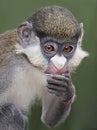 Guenon Monkey at Zoo Tampa at Lowry Park Royalty Free Stock Photo