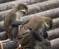 Guenon Monkeys at Zoo Tampa at Lowry Park Royalty Free Stock Photo