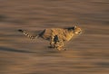 CHEETAH acinonyx jubatus, Adult running through Savannah