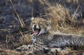 GUEPARD acinonyx jubatus Royalty Free Stock Photo