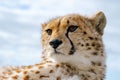 Guepard close-up portrait, head shot Royalty Free Stock Photo