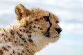 Guepard close-up portrait, head shot Royalty Free Stock Photo