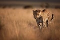 a guepard walking silently on the african grasslands at sunset