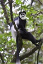 Guereza black-and-white colobus monkey. Royalty Free Stock Photo
