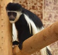 Guereza monkey