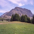 The Guergaletsch peak and an old man in the distance hiking across the alpine meadows covered in green grass and colorful flowers Royalty Free Stock Photo