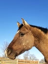 Guerilla horse side profile headshot with beautiful blue sky behind him