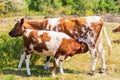 Guernsey breed of cow calf feeding off the mother cow in a field in Worcestershire, UK