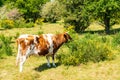 Guernsey breed of cows grazing on a gorse bush in a field in Worcestershire, UK